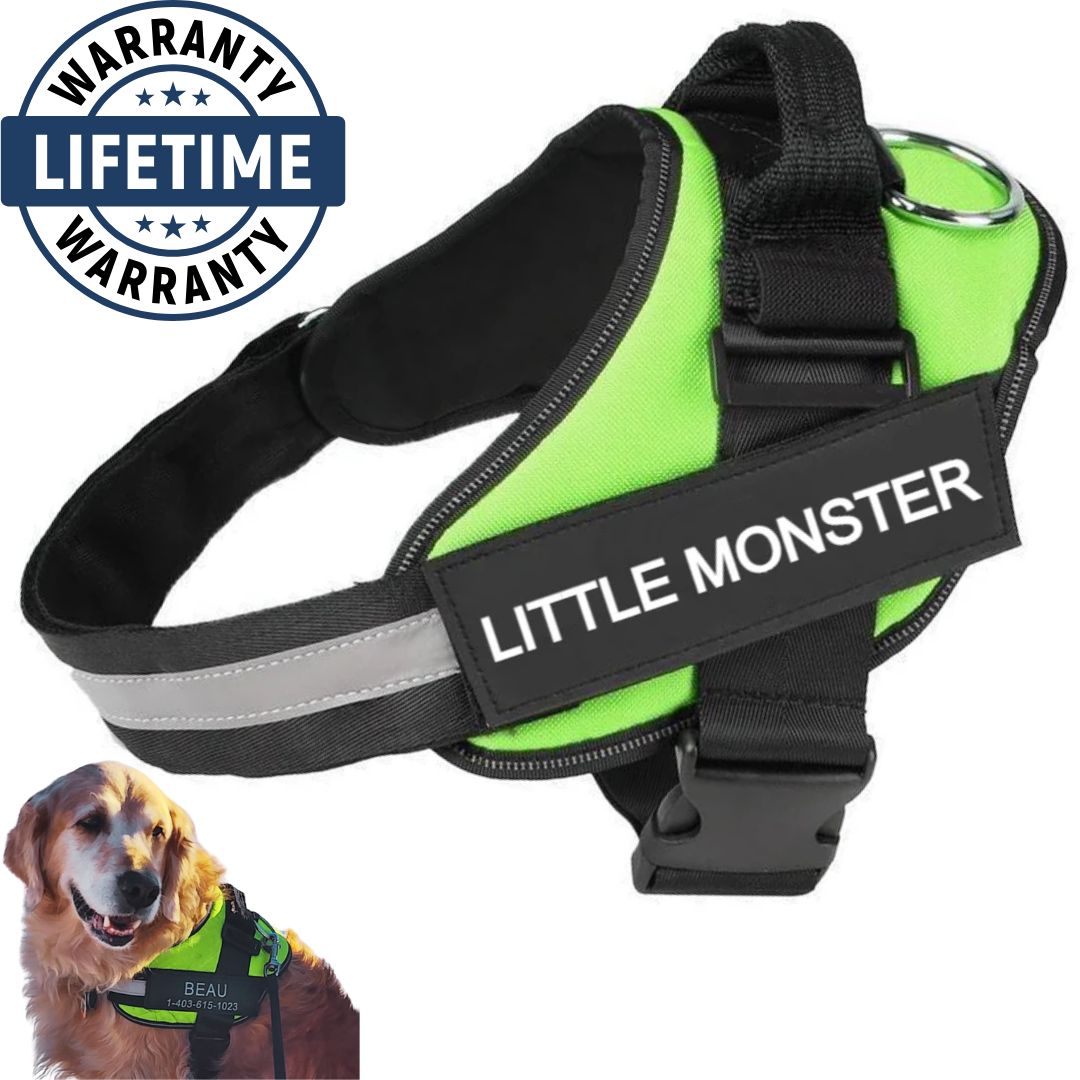 Personalized No Pull Harness
