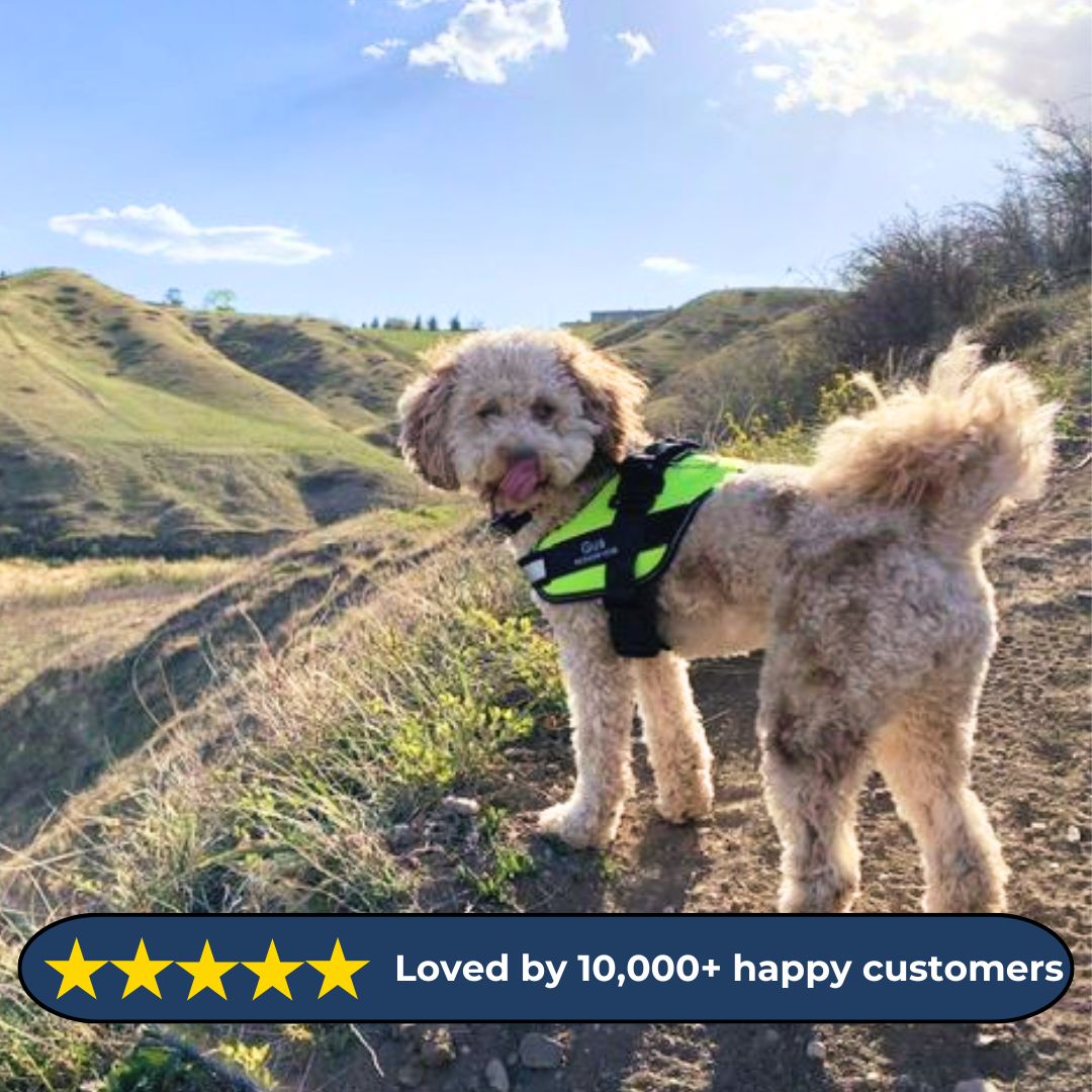 Personalized No Pull Harness