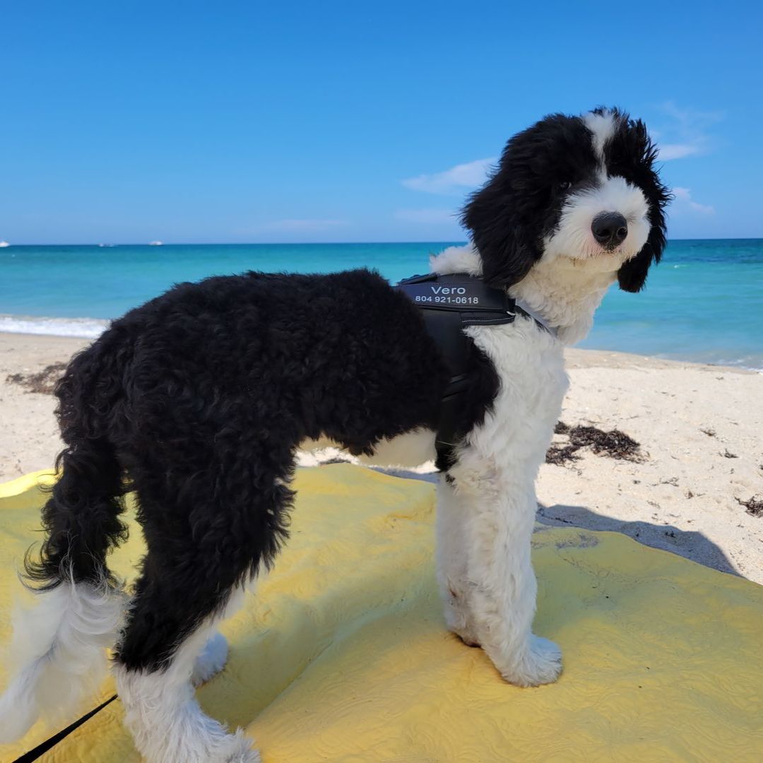 Personalized No Pull Harness