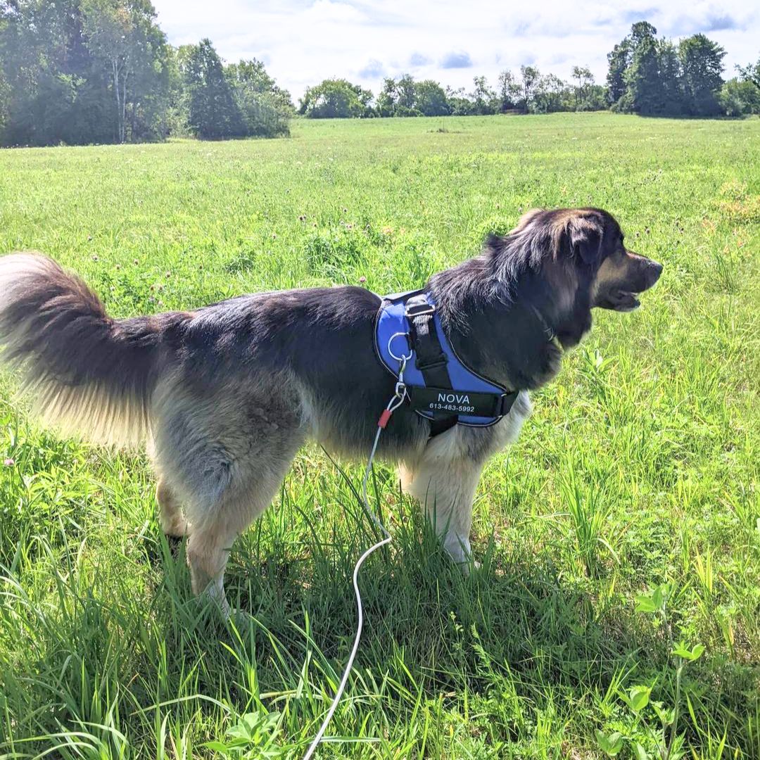 Personalized No Pull Harness