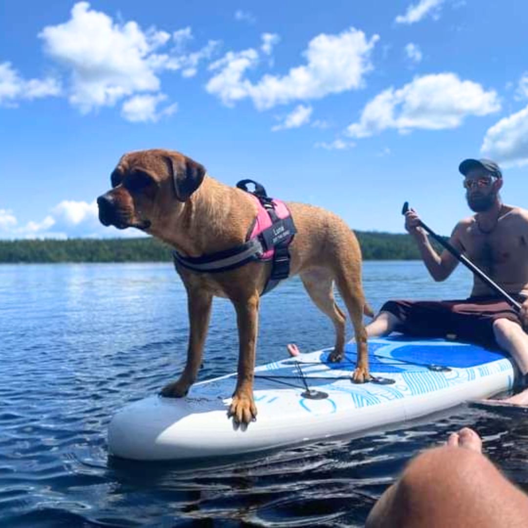 Personalized No Pull Harness