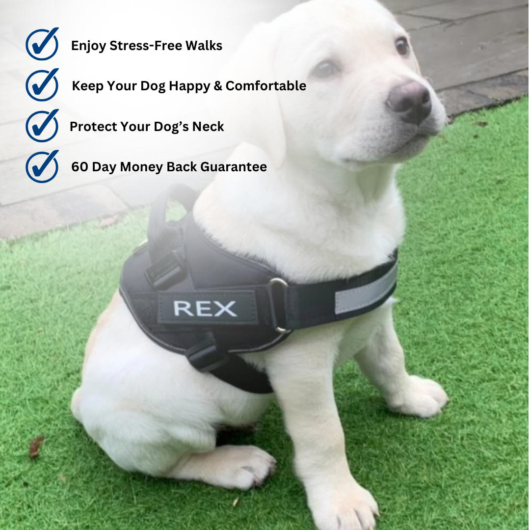 Personalized No Pull Harness